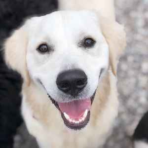 Meet your Posher, Donna